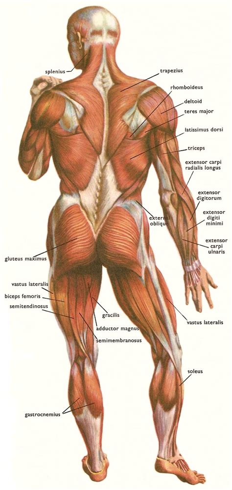 Click on the name of a muscle for a page about that muscle (works the muscles labelled in the anterior muscles diagram shown above are listed in bold in the following table Dia Internacional del Hombre: Sistema Muscular
