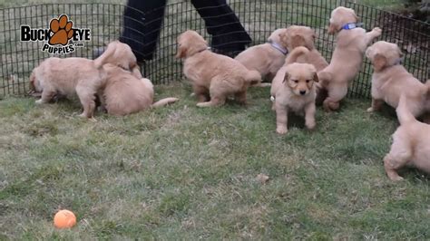 A purebred golden retriever puppy from a reputable breeder in the usa may cost you between $1,500 and $2,500. Golden Retriever Puppies - YouTube