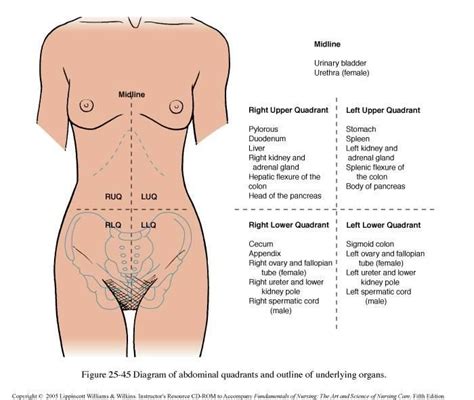 Physicians and anatomists divide the human abdomen into four different regions or quadrants. Abdominal Quadrants | Medical anatomy, Nursing notes ...