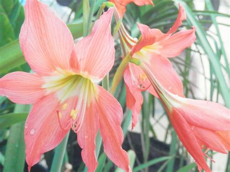Tanaman ini termasuk tanaman medium yang sangat mudah ditanam dan perawatan yang mudah. Lilium : Lily Flowers / Bunga Bakung - Sukecang