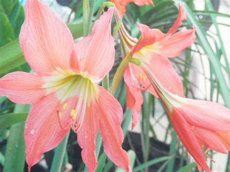 Jun 08, 2021 · 4. Lilium : Lily Flowers / Bunga Bakung - Sukecang