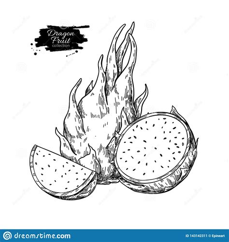 Search for apple in these categories. Dragon Fruit Vector Drawing. Hand Drawn Tropical Food ...