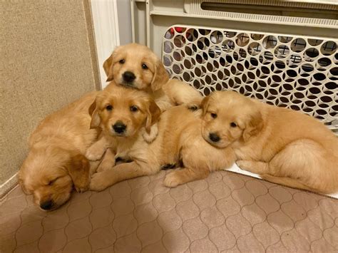 Our goldens are the central part of our lives and my husband and i strive to breed to correct golden retriever standards making health, and temperament our number one priority for all future puppies. Golden Retriever Puppies For Sale | Scranton, SC #312251