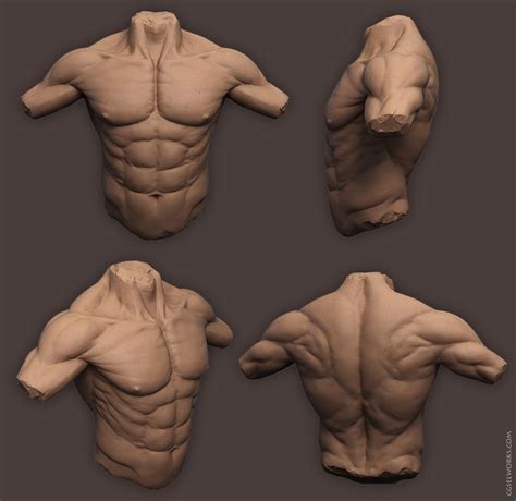 Two years ago i posted an anatomy tutorial for the front of the torso (you can check it below), so here you have a back version also. Carl "SelWorks" Sketchbook