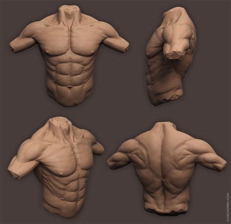 Anatomy_Male_Torso by SelWorks on DeviantArt | Male torso, Man anatomy ...