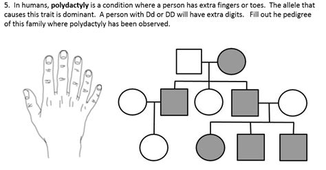 Carriers in a pedigree will be half shaded. Pedigree Charts Worksheet Answer Key - kidsworksheetfun