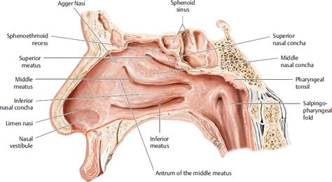 Usually, individuals have 3 paired turbinates: Nasal Cavity and Paranasal Sinuses | Plastic Surgery Key