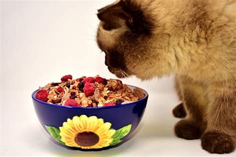 You may think nothing of giving your cat a little milk or tuna from time to time, but is that really okay for their health? can cats eat raspberry jam - Can Cat Eat