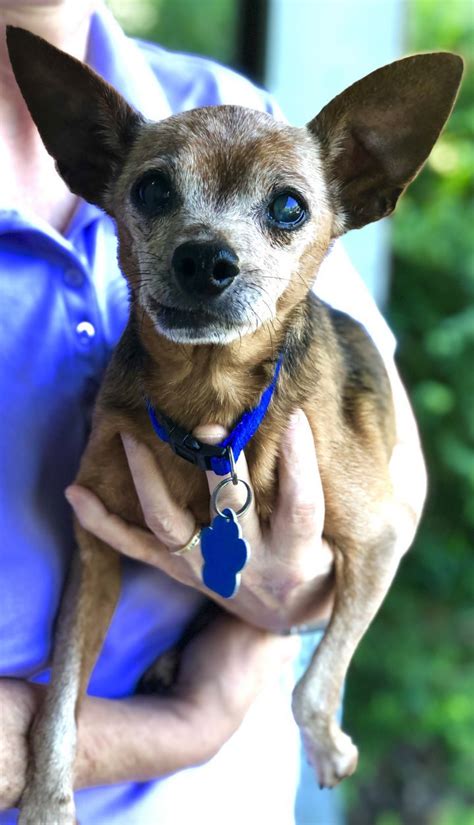 We do this by rescuing homeless animals out of area shelters that were possibly in line for euthanasia, placing them in foster homes, providing their comprehensive veterinary care, and finding suitable adoptive homes. Adopt Mr. Peanut on Petfinder in 2020 | Dog adoption, Pet ...