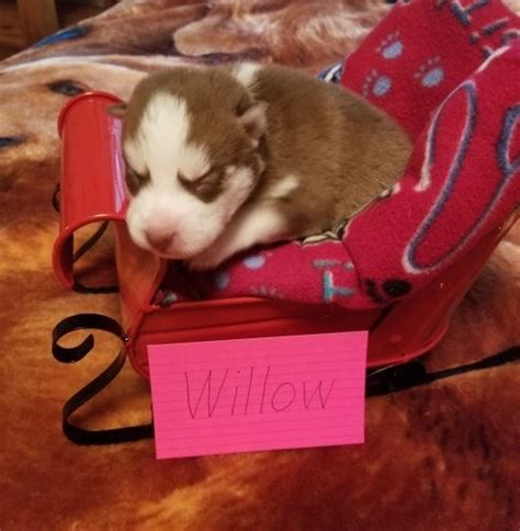 Find doodle in dogs & puppies for rehoming | 🐶 find dogs and puppies locally for sale or adoption in canada : Breed: Siberian Husky Gender: Female Registry: AKC Limited ...