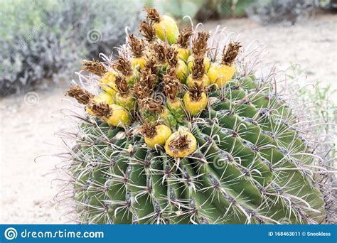 2048 x 1536 jpeg 396 кб. Barrel Cactus with flower stock image. Image of extreme ...