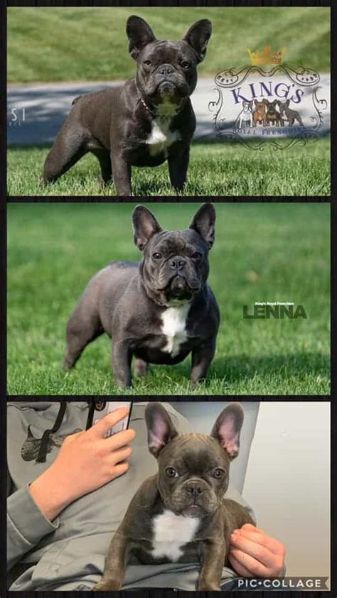 13,743 likes · 52 talking about this. King's Royal Frenchies - Best French Bulldog Breeder in ...