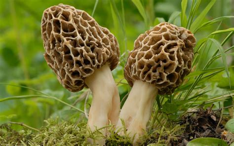 Mycorrhizae 101: How Fungi and Plant Symbiosis Can Help a Cannabis Grow Thrive | Leafly