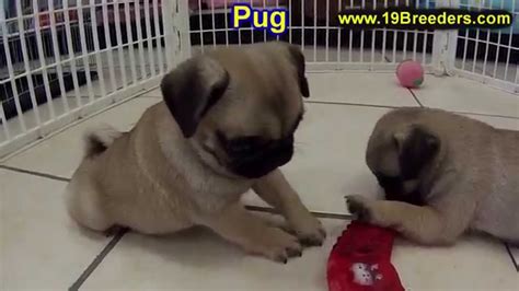 Our address (by appointment only) 1800 amity hill rd. Pug, Puppies, Dogs, For Sale, In Charlotte, North Carolina ...