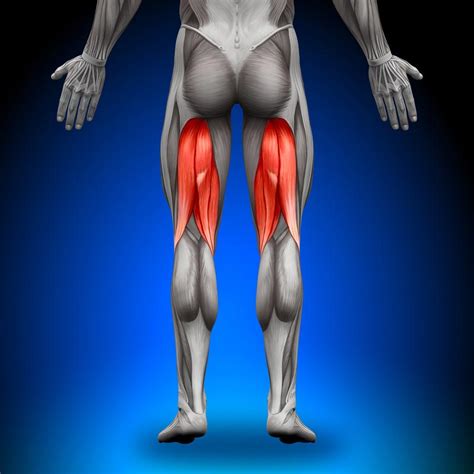 Sometimes, while running, we get a painful cramp in our thighs. Hamstring Injuries Symptoms and Treatment - Apex Centre