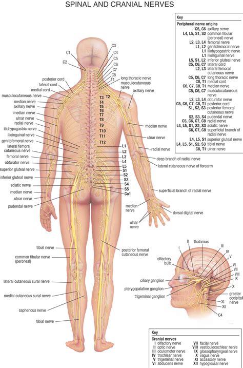 The femoral nerve is formed within the body of the psoas major muscle and then passes inferolaterally. Spinal Nerves