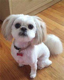 Maybe you would like to learn more about one of these? Adorable Shih Tzu Hair Styles