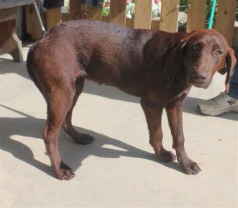 Labrador retriever puppies for sale in louisiana select a breed. setter lab mix puppies | Gorgeous chocolate red lab setter ...