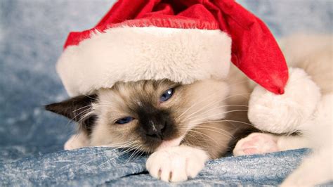 Funny cats christmas greeting card where cats clearly know how to throw the purrrfect christmas tree trimming party! Christmas Cat Wallpapers - Wallpaper Cave