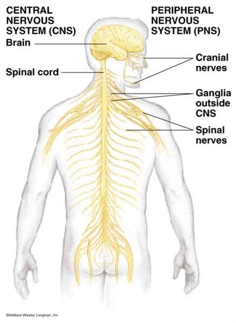 Here at kenhub, one method we love using at the beginning of the revision process (after watching a video tutorial, of course!) is labeling structures to train our active recall abilities. Associate Degree Nursing Physiology Review | Nervous ...