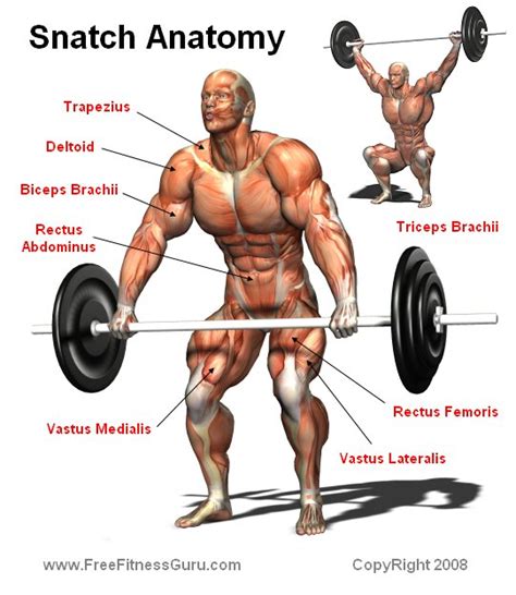 Mar 17, 2021 · muscles worked by the clean and jerk. FreeFitnessGuru - The Snatch