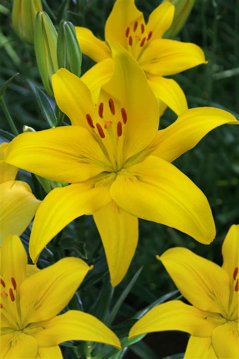 Maybe you would like to learn more about one of these? New for Spring 2020: Asiatic Lily Yellow County. These ...