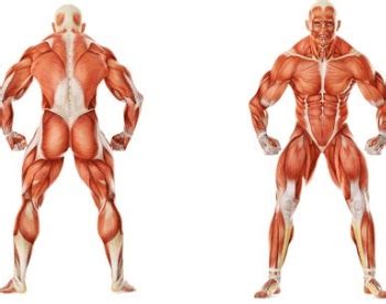 Human muscle system, the muscles of the human body that work the skeletal system, that are under voluntary control, and that are concerned with the following sections provide a basic framework for the understanding of gross human muscular anatomy, with descriptions of the large muscle groups. 21 Muscular System Facts for Kids, Students and Teachers