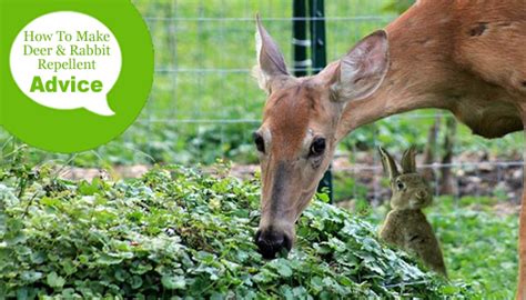 What is the best rabbit repellent? How To Make Homemade Deer & Rabbit Repellents in 2020 ...