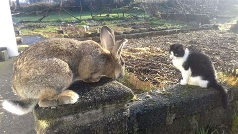 Up to 2.5 feet long. Flemish giant rabbits | Galway | Gumtree Classifieds ...