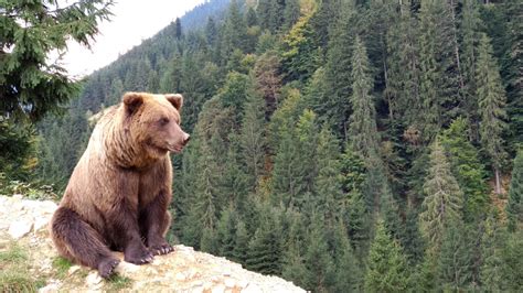 Gombászó férfira támadt a medve: belehalt sérüléseibe - HelloVidék