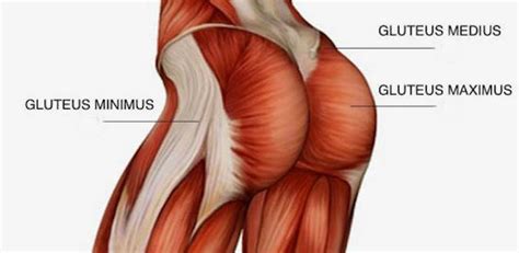 (proximal attachments) a.surface of ilium posterior to posterior gluteal line and posterior inferior surface of. Easing Back Pain Using Glute Activation