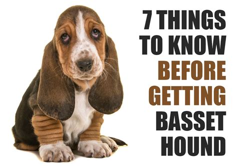 It would be nice for people to know about guarding against parvo. 7 Things To Know Before Getting A Basset Hound Puppy
