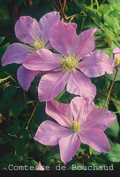 Maybe you would like to learn more about one of these? Clematis Bouchaud