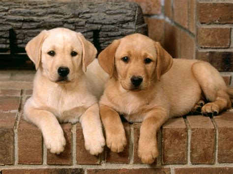 Collection by labrottie • last updated 3 weeks ago. Cute Dogs: Golden Labrador Retrievers