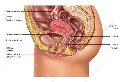 Pain typically occurs in the lower back, side, and groin. Female Reproductive Anatomy, Illustration - Stock Image ...