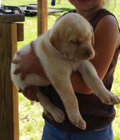 We don't see any labrador retrievers available for adoption right now, but new adoptable pets are added every day. AKC Labrador puppies for Sale in Wills Point, Texas ...