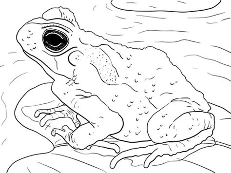 Also you can search for other artwork with our tools. Juvenile Cane Toad coloring page | Free Printable Coloring ...