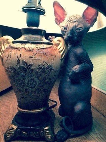 But there's something notable about this cat: sphynx on Tumblr