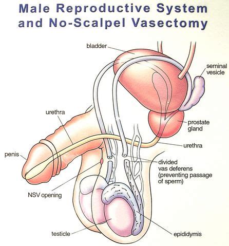 Welcome to innerbody.com, a free educational resource for learning about human anatomy and physiology. Male Reproductive System and Vasectomy Diagrams