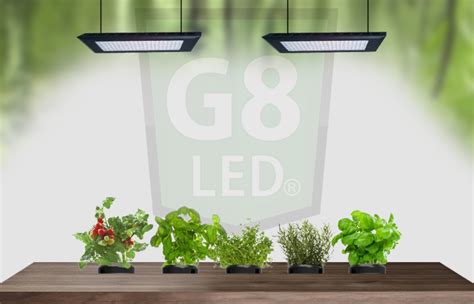 For established plants, they are already where they need to be in order to thrive. What are the Best Lights for Plants in the Flowering Stage ...