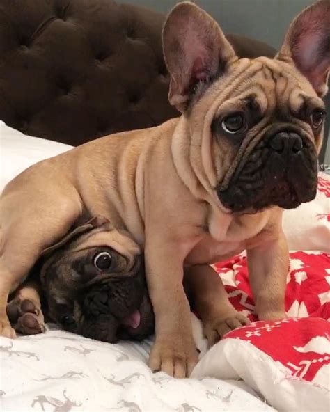 This will reflect the french bulldog's regal and beautiful looks. "I swear Mom, we are just playing!!", Funny French Bulldog ...