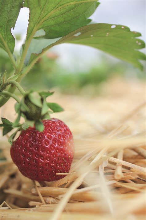 Himbeeren gelten als anspruchslose gewächse, die sich durch fehlende schnittmaßnahmen unkontrolliert im garten ausbreiten. MEIN GARTEN: Erdbeeren im eigenen Garten - Hall-Rum