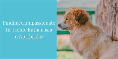 If you are visiting our website you are most likely facing one of. Finding Compassionate In-Home Euthanasia In Northridge - Blog