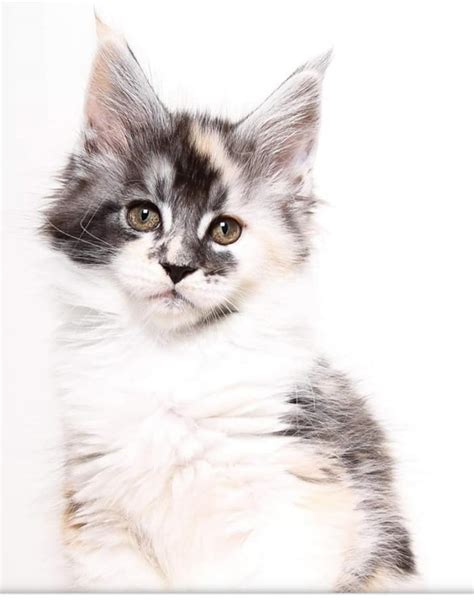 Breeding healthy, happy maine coons for over 25 years. WOW Maine Coon Kittens for 2020 | Maine Coon Kittens for ...