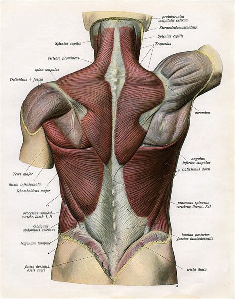 They originate from the vertebrae and insert into the scapulae. Muscles Of The Human Back Digital Art by Graphicaartis