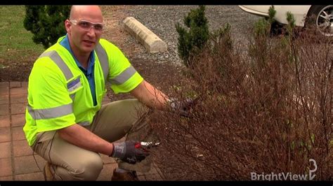 We did not find results for: How to Prune a Spirea Bush (Summer-Blooming)