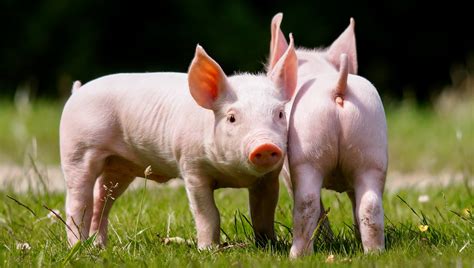 domestic, Pig, Two, Animals, Wallpapers Wallpapers HD ...