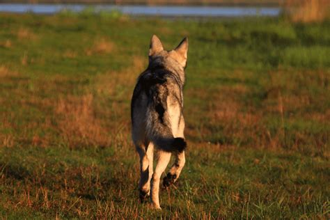 Cão lobo de saarloos (pt) razza canina (it); Saarloos Wolfhund: Im Leben kommt es oft anders..