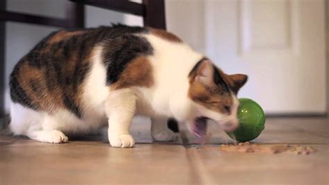 Even short haired cats can suffer from hairballs: The many reasons cats vomit « AnimalCare