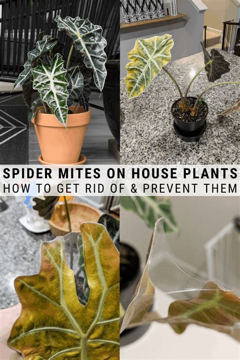 Any root stimulant or hormones? How to Get Rid of Spider Mites on Plants | Spider mites ...